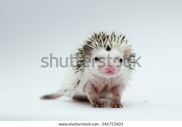 beautiful young sweet cute rodent african
pygmy hedgehog baby color white face algerian dark grey pinto with
white headspines
