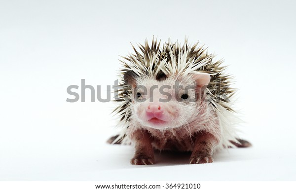 beautiful young sweet cute rodent african
pygmy hedgehog baby color white face algerian darg grey pinto with
white headspines