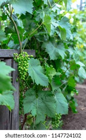 Beautiful young unripe grapes at summer. - Shutterstock ID 1147724102