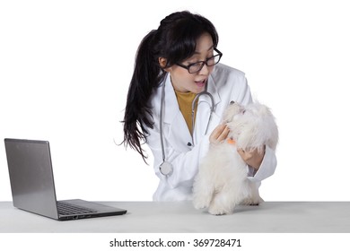 Beautiful Young Veterinarian Checks A Dog Healthy With A Laptop Computer On The Table