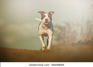 beautiful young and vigorous puppy breed American Pit Bull Terrier red nose line running happily on a dirt road in summer