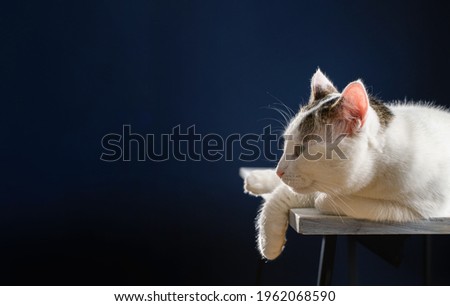 Image, Stock Photo of mice and humans.