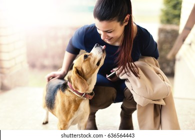 Beautiful Young Woman Coming Home After Work And Playing With Beagle Dog