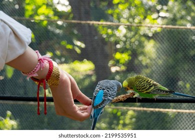 beautiful young woman feeding a bird with a wooden stick with seeds stuck to it, bird stops to eat, canary, nymph, mexico guadalajara