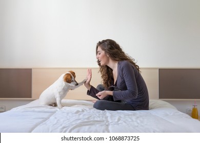 Beautiful Young Woman Hand High Five With Cute Small Dog Over White Background. Dog Is Sitting On Bed. Daytime, Pets Indoors, Lifestyle