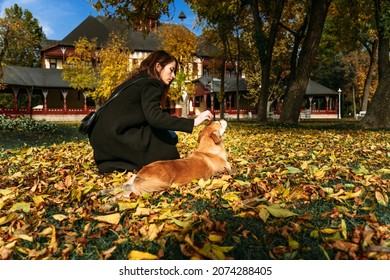 Beautiful young woman petting a dog on the colorful autumn carpet near Palic lake, Subotica, Serbia - Shutterstock ID 2074288405