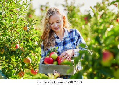 Beautiful young woman picking ripe organic apples in wooden crate in orchard or on farm on a fall day