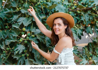 Beautiful Young Woman In Straw Hat Harvest Ripe Figs From Fig Tree In Garden Orchard. Caucasian Girl In Romantic Elegant Dress Picking Fruits On Farm In Summer. Fresh Figs In Female Hands.