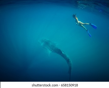 Beautiful Young Woman Swimming with Whale Shark in a Tropical Deep Ocean. Blue Wild Background View. Whale Shark in Crystal Clean Water. Girl Snorkeling with Shark. Blue Dramatic Diving. Underwater