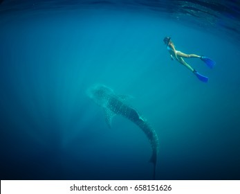 Beautiful Young Woman Swimming With Whale Shark In A Tropical Deep Ocean. Blue Wild Background View. Whale Shark In Crystal Clean Water. Girl Snorkeling With Shark. Blue Dramatic Diving. Underwater