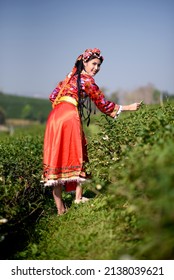 A beautiful Yunnan Chinese woman dressed in traditional red is picking tea plants on a waterfront plantation. 