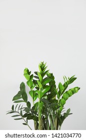 Beautiful Zamioculcas home plant on grey background, space for text