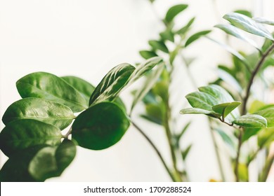 Beautiful zamioculcas plant in sunny light on window sill on white background. Houseplant. Plants in modern interior room. Fresh green leaves zz plant, close up.