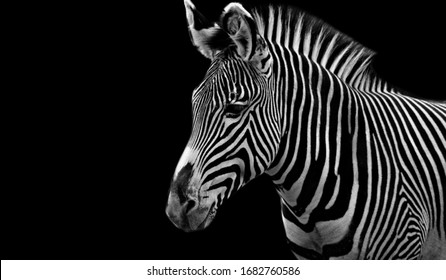Beautiful Zebra Black And White Face 