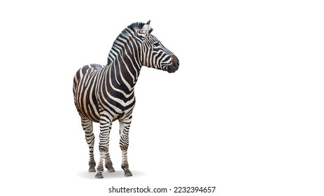 Beautiful zebra isolated over white background. Concept of animal, travel, zoo, wildlife protection, lifestyle