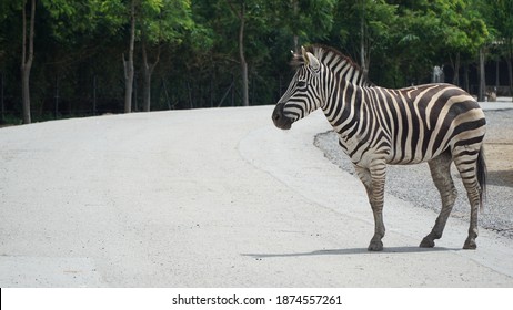 Zebra Road Images Stock Photos Vectors Shutterstock