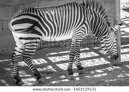 Similar – Image, Stock Photo street-graffiti-zebra