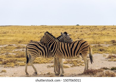 Beautiful Zebras Cuddling Etosha Namibia