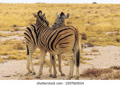 Beautiful Zebras Cuddling Namibia Etosha