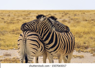 Beautiful Zebras Cuddling Namibia Etosha