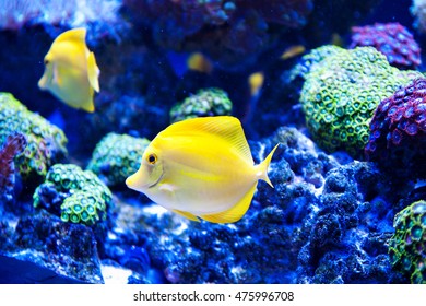 Beautiful Zebrasoma Salt Water Aquarium Fish