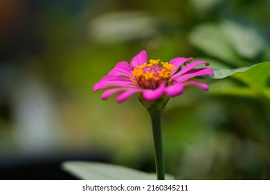 beautiful zinnia elegans is one of the most famous annual flowering plants of the genus. bright pink flower with yellow center, zinnia elegans is one of the most famous annual flowering plants.