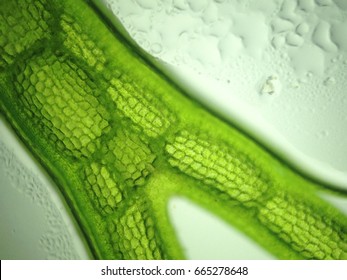 Beautiful Zoom Microorganism Algae Cell