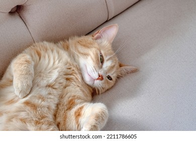 Beautiful-eyed blond cat sleeping sometimes on the sofa - Shutterstock ID 2211786605