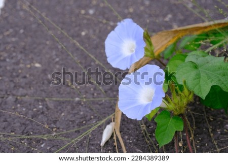 Beautifulflower buds and blooming blue Morning Glory flowers on asphalt road background in early morning light in natural environment. 