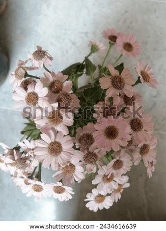 BeautifulFlowering plant for house decore