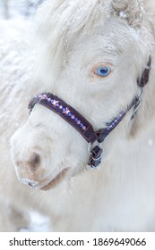 Beautifull American Minihorse Mare. Cremelo White Mare Of Thoroughbred Mini Horse Covered By Snow Flakes In Beutiful Winter Time. Like Unicorn