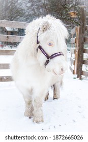 Beautifull American Minihorse Mare. Cremelo White Mare Of Thoroughbred Mini Horse Covered By Snow Flakes In Beutiful Winter Time. Like Unicorn