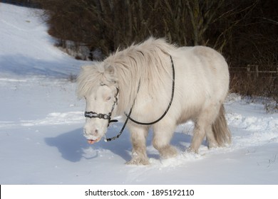 Beautifull American Minihorse Mare. Cremelo White Mare Of Thoroughbred Mini Horse With Snow Around In Beutiful Winter Time. 