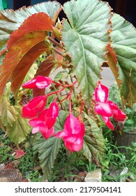 Beautifull Angel Wing Begonia At The Backyard