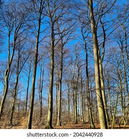 Beautifull Danish Forrest In Spring Time