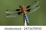 beautifull dragonfly close up photo
