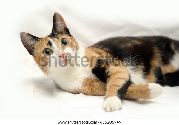 Beautifull Female Cat Three Colours Stock Photo (Edit Now) 655206949