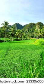 beautifull green of rice fields and the line hilss, West Sumatra