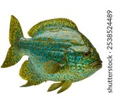 A beautifull green sunfish with pure white background.