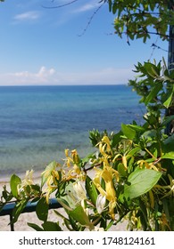 Beautifull Honeysuckle In Tekirdag, Turkey