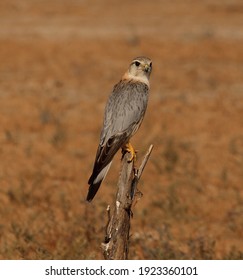 Beautifull Merlin Bird Looking For Prey.