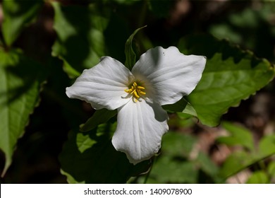 A Beautifull north American flower White Trillium flower (Trillium grandiflorum), also know as wake - robin,symbol of Ontario,Canada  and  state wild flower of Ohio . In forest of Wisconsin.