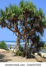 Beautifull Pandanus Trees On  Beach Area