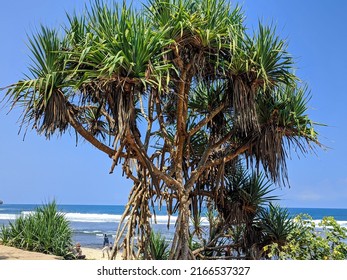 Beautifull Pandanus Trees On  Beach Area