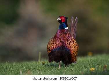 Beautifull pheasant on the spring meadow