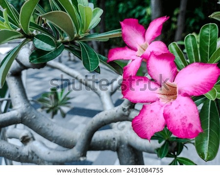 a beautifull pink plumeria flower
#plumeria
#frangipani
#templetree
#graveyardflower
#deadmansfingers
#flower
#tropicalflower
#exoticflower
#fragrantflower
#beautifulflower
