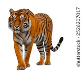 A beautifull red and black Bengal tiger