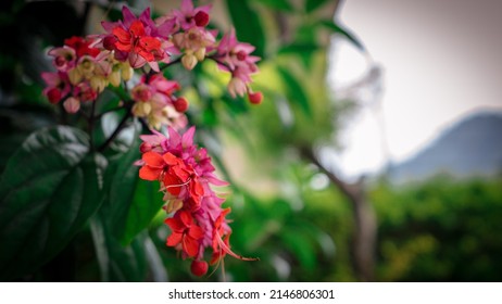 Beautifull Red Flower Macro Photography