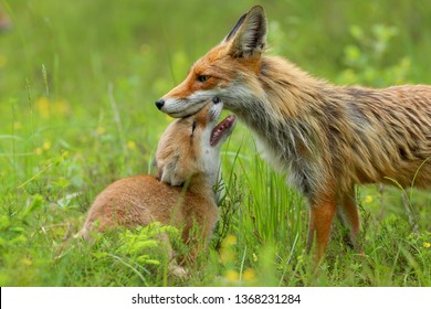 beautifull Red fox love. Mother fox with baby. Vulpes vulpes. Fox with cub - Shutterstock ID 1368231284