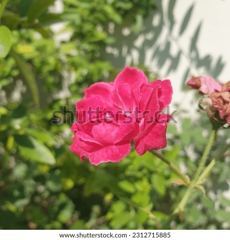 Beautifull Redrose flower at my house